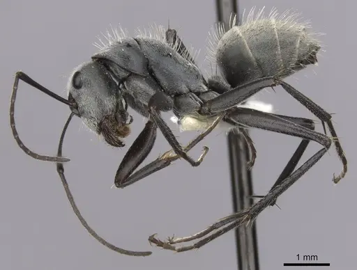 Camponotus pellax specimen