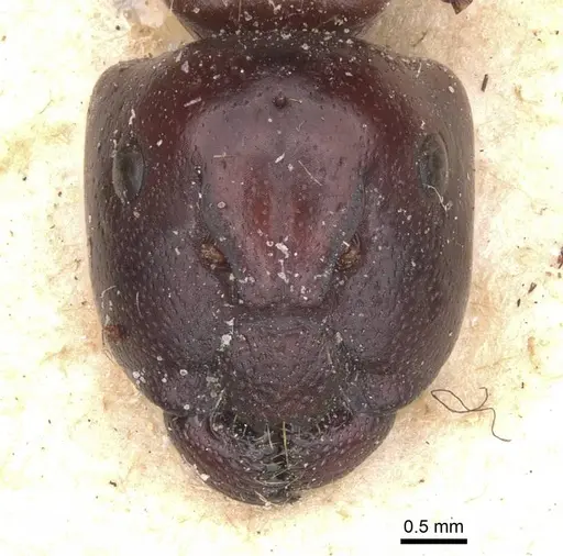 Camponotus pellax - CASENT0911756