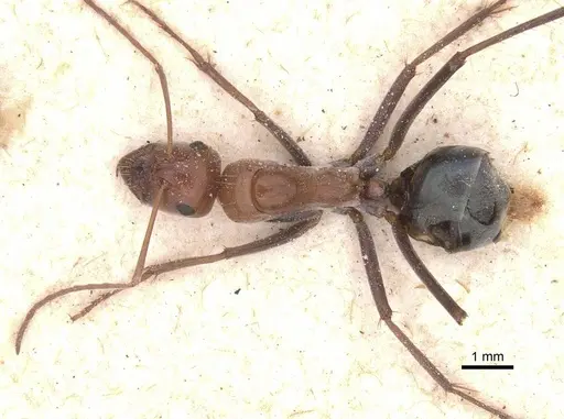 Camponotus pellax - CASENT0911757