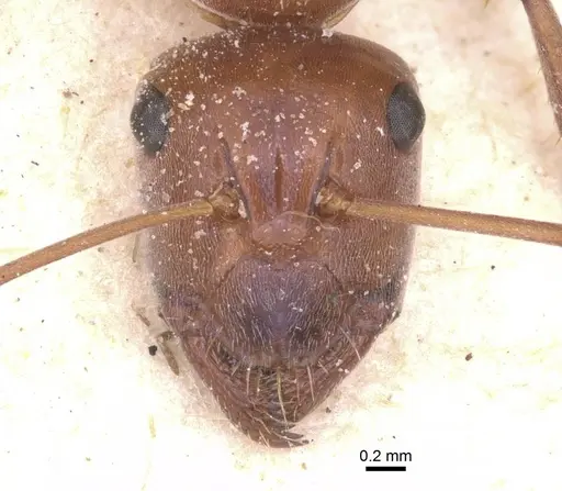 Camponotus pellax - CASENT0911757