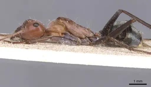 Camponotus pellax - CASENT0911757