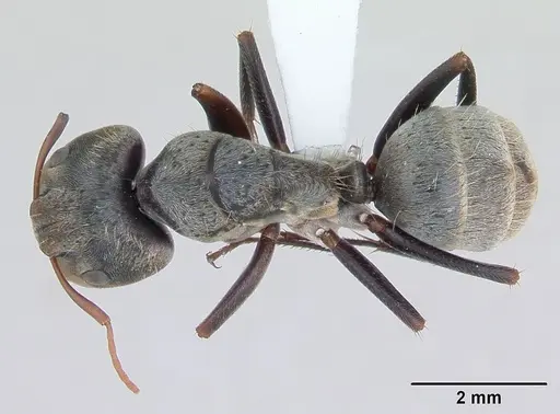 Camponotus pellitus specimen