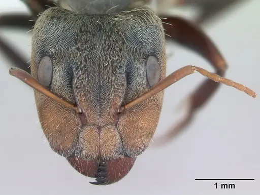 Camponotus pellitus specimen