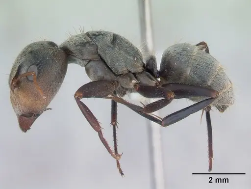 Camponotus pellitus specimen