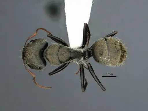 Camponotus pellitus - CASENT0882054