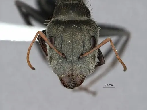 Camponotus pellitus - CASENT0882054