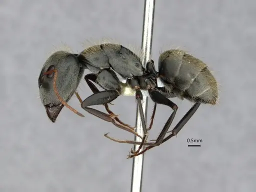 Camponotus pellitus - CASENT0882054