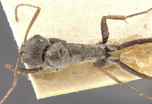 Camponotus pellitus - CASENT0910631