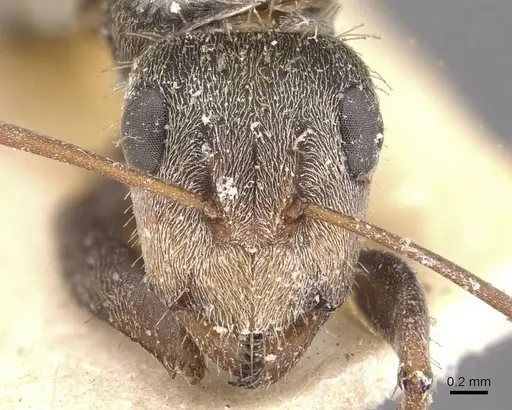 Camponotus pellitus - CASENT0910631