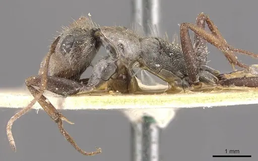 Camponotus pellitus - CASENT0910631