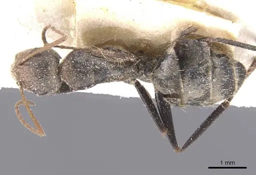 Camponotus pellitus - CASENT0911676