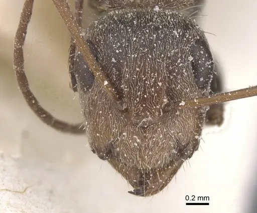 Camponotus pellitus - CASENT0911676