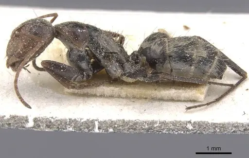 Camponotus pellitus - CASENT0911676