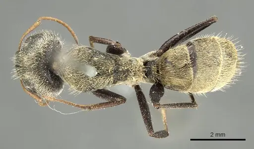 Camponotus pellitus - CASENT0915782