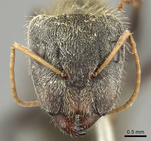 Camponotus pellitus - CASENT0915782