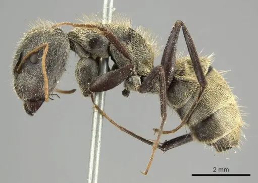 Camponotus pellitus - CASENT0915782