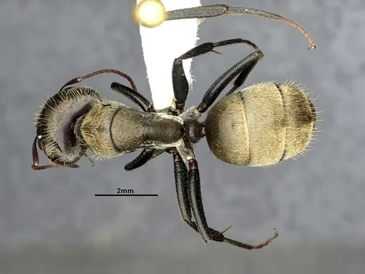 Camponotus pellitus - CASENT4032223