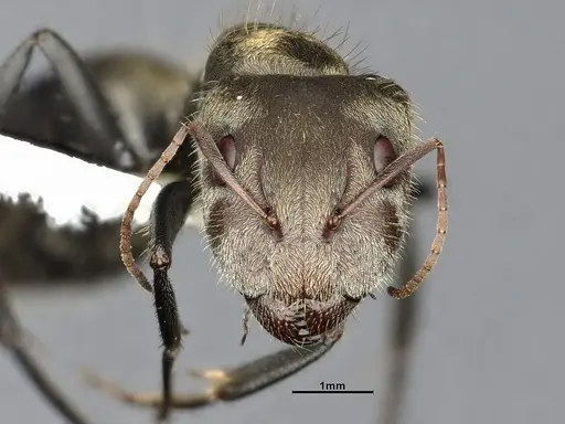 Camponotus pellitus - CASENT4032223