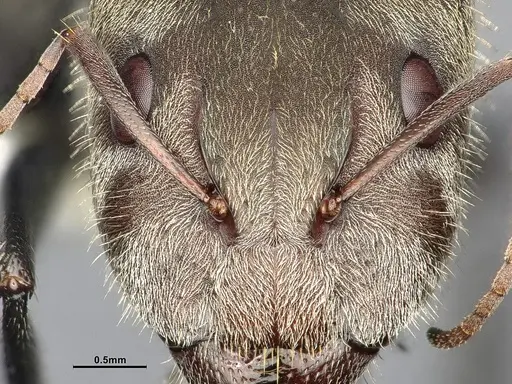 Camponotus pellitus - CASENT4032223