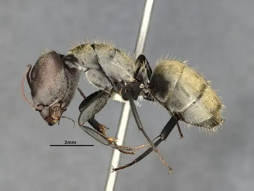 Camponotus pellitus - CASENT4032223