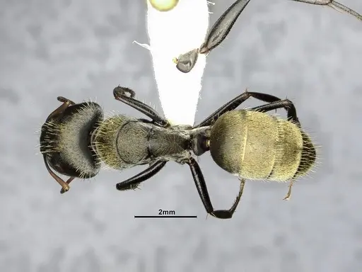 Camponotus pellitus - CASENT4032240