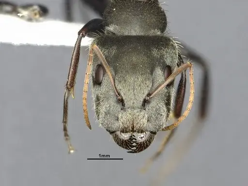 Camponotus pellitus - CASENT4032240