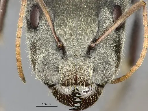 Camponotus pellitus - CASENT4032240