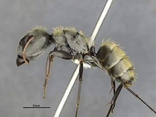 Camponotus pellitus - CASENT4032240