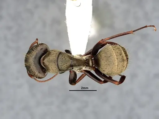 Camponotus pellitus - CASENT4032281