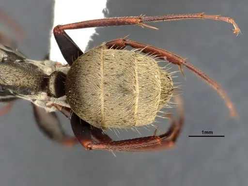 Camponotus pellitus - CASENT4032281