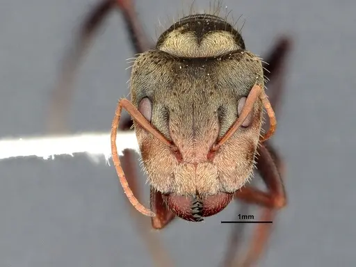 Camponotus pellitus - CASENT4032281