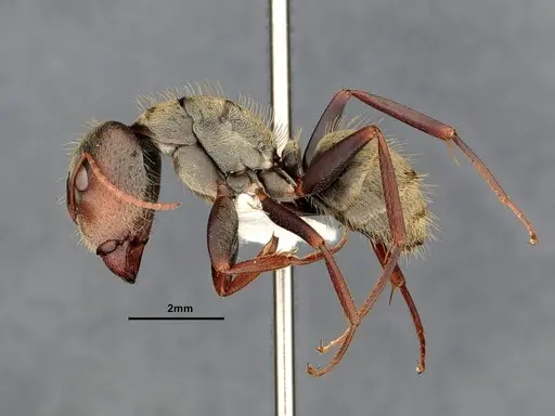 Camponotus pellitus - CASENT4032281