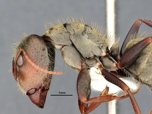 Camponotus pellitus - CASENT4032281