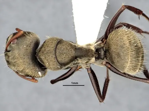 Camponotus pellitus - CASENT4032282