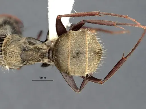 Camponotus pellitus - CASENT4032282