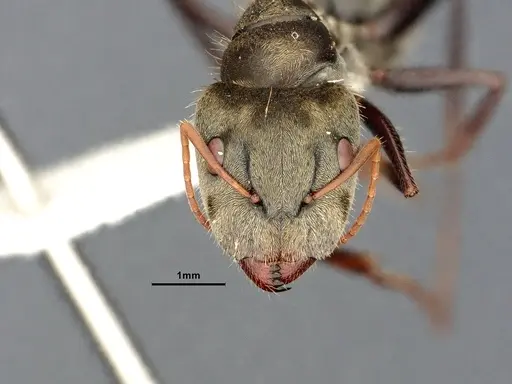Camponotus pellitus - CASENT4032282