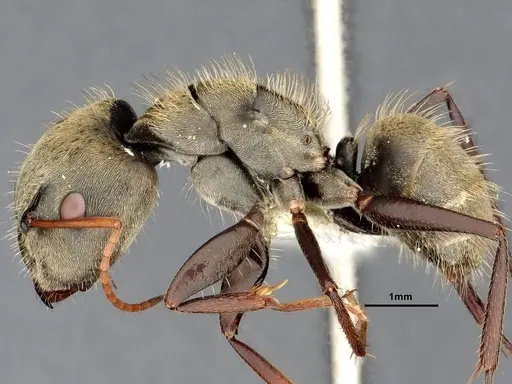 Camponotus pellitus - CASENT4032282