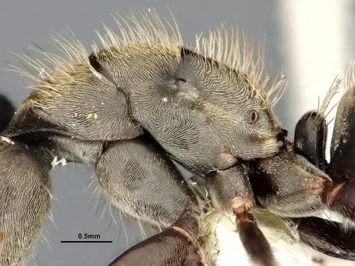 Camponotus pellitus - CASENT4032282