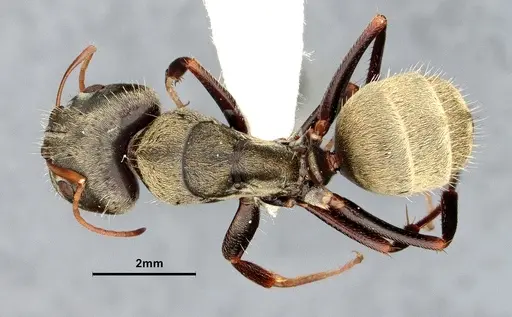 Camponotus pellitus - CASENT4032283