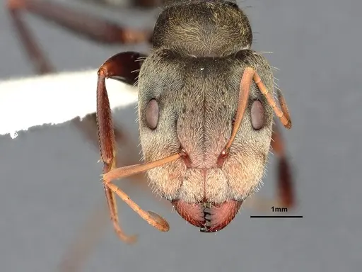 Camponotus pellitus - CASENT4032283