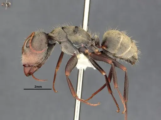 Camponotus pellitus - CASENT4032283