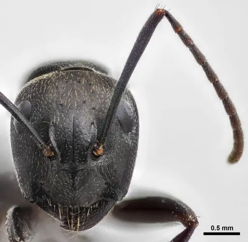 Camponotus pennsylvanicus specimen