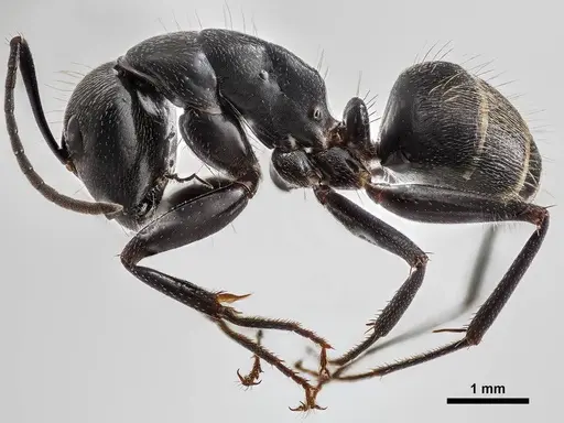 Camponotus pennsylvanicus specimen