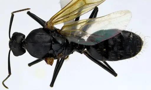 Camponotus pennsylvanicus - ANTWEB1041590