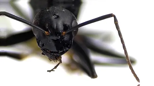 Camponotus pennsylvanicus - ANTWEB1041590