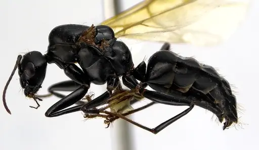 Camponotus pennsylvanicus - ANTWEB1041590