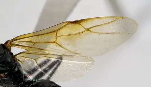 Camponotus pennsylvanicus - ANTWEB1041590