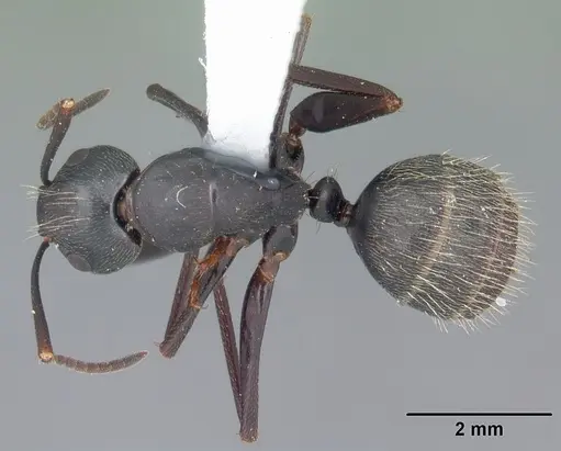 Camponotus pennsylvanicus - CASENT0103692