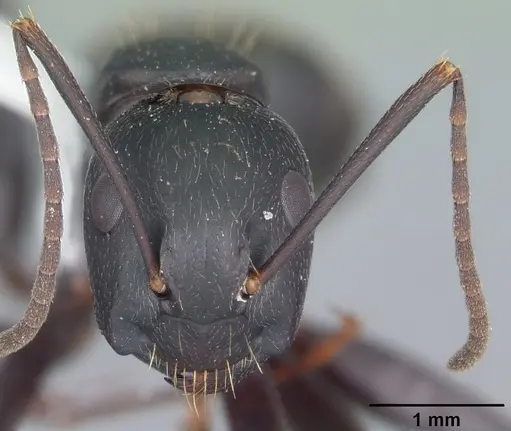 Camponotus pennsylvanicus - CASENT0103692