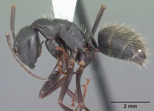 Camponotus pennsylvanicus - CASENT0103692
